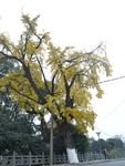 古银杏