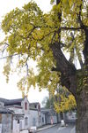 古银杏