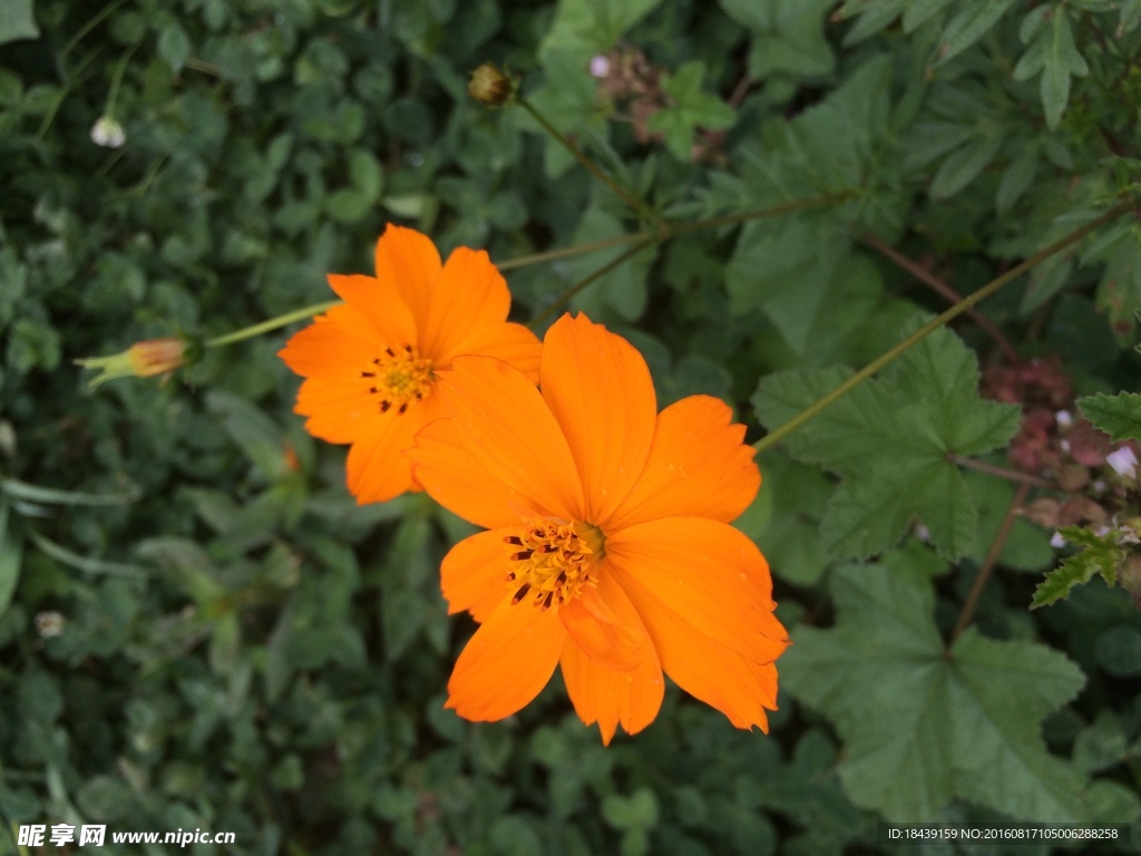 菊花