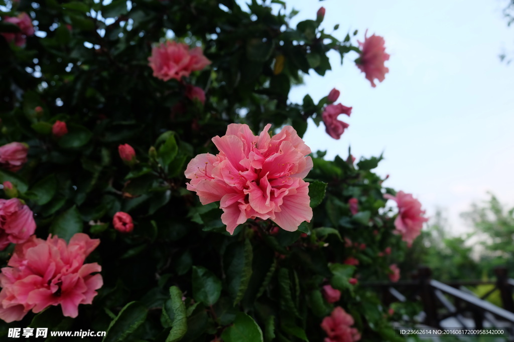 映山红杜鹃花