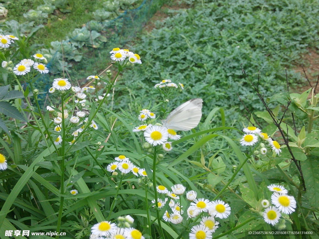 小花