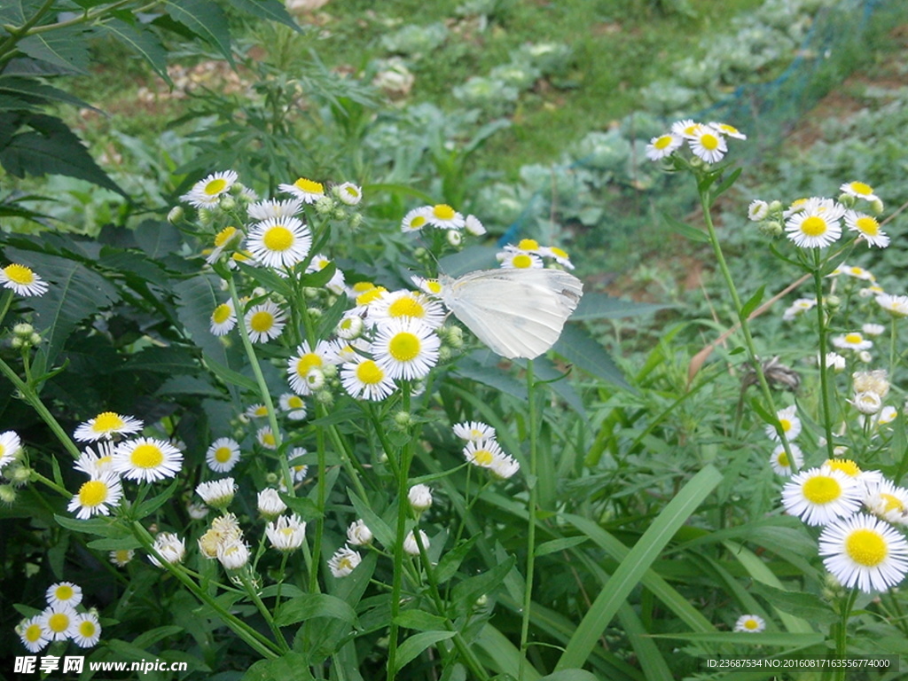 小花