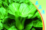 小油菜