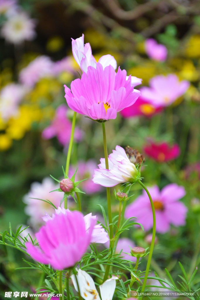 格桑花