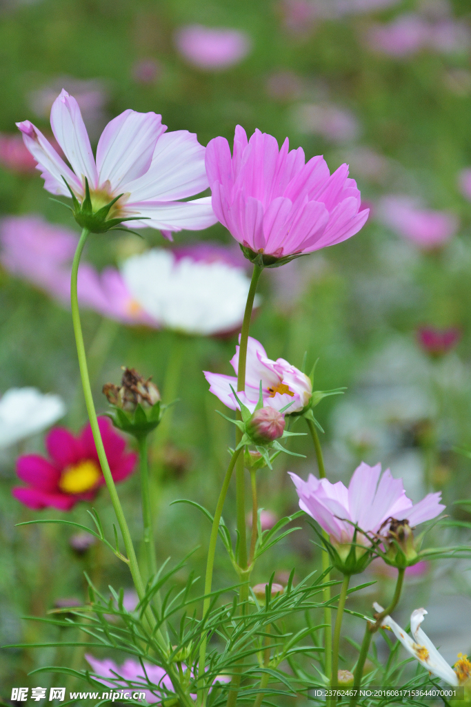 格桑花