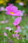 格桑花