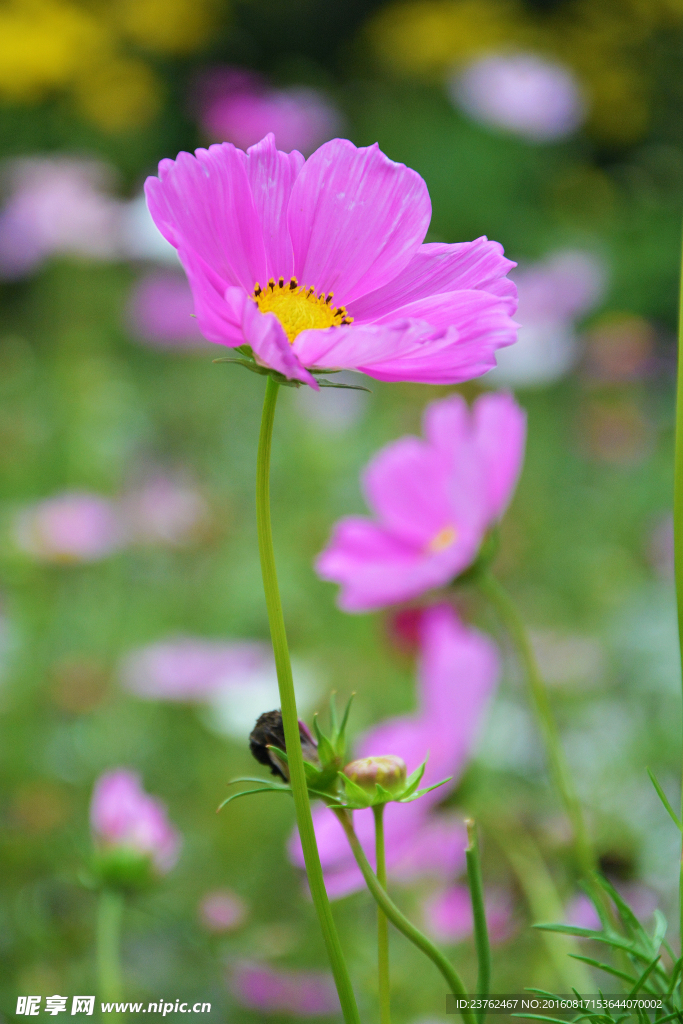 格桑花