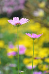格桑花