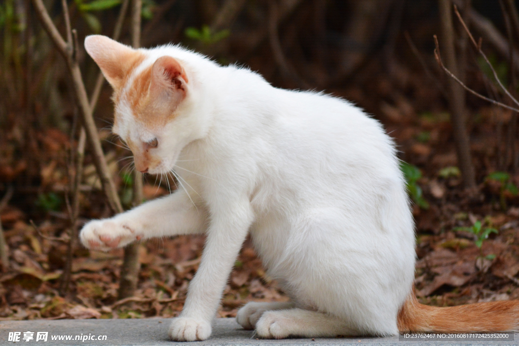 猫