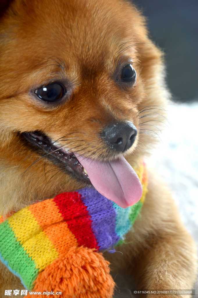 狐狸狗