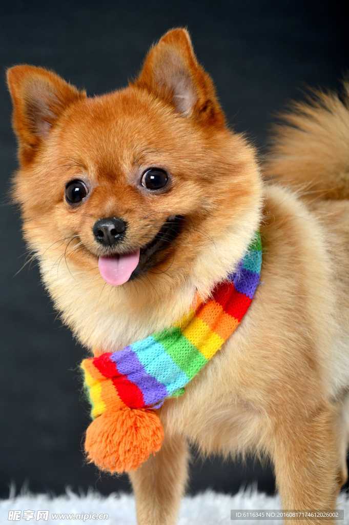 狐狸犬
