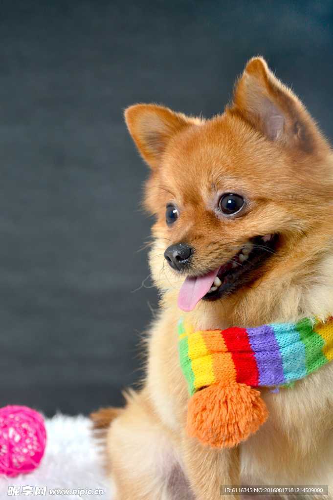 狐狸犬