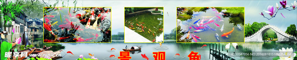 景观鱼 风景