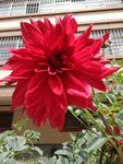 大丽花