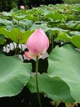 莲花