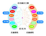 左右脑分工图