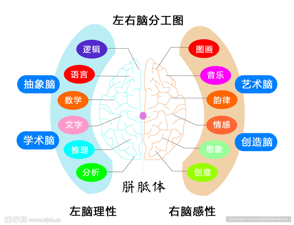 左右脑分工图