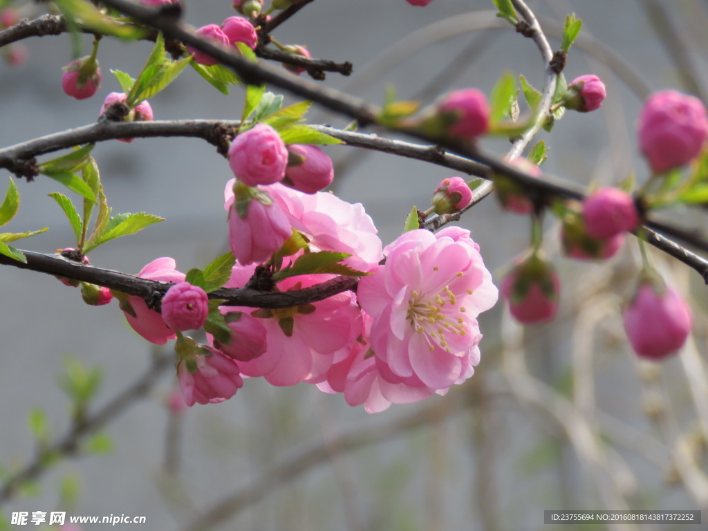 桃花