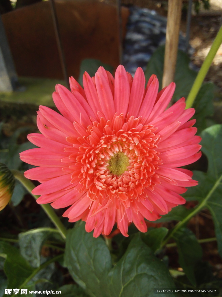 红色非洲菊特写