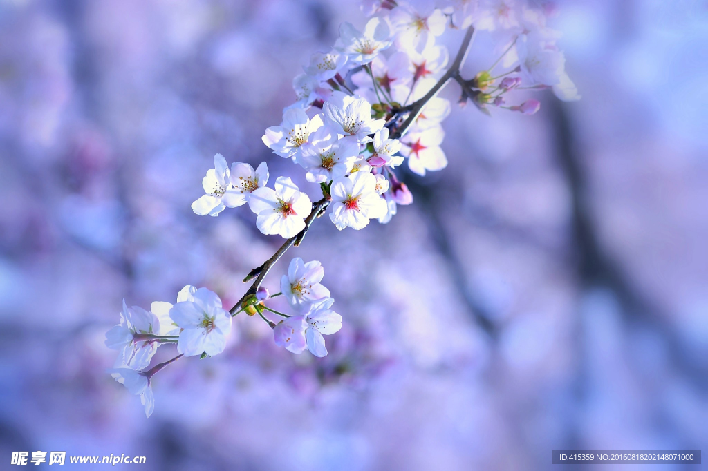 桃花特写