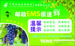 葡萄
