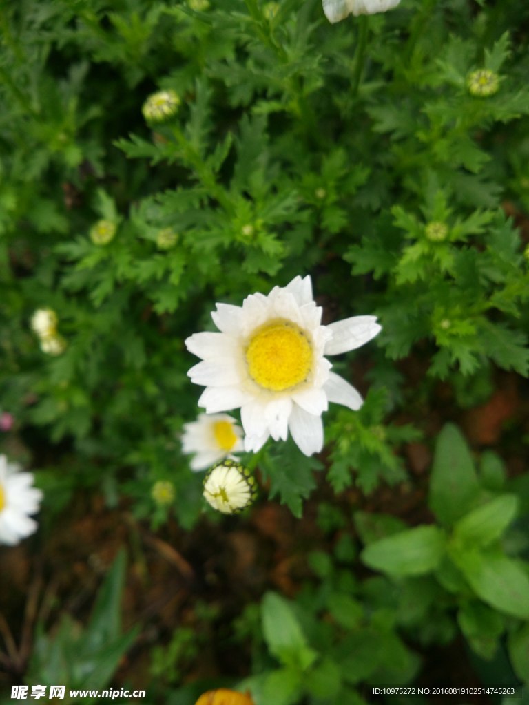 小雏菊