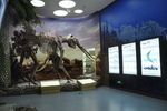 雅安生 博物馆剑齿象