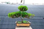 盆栽