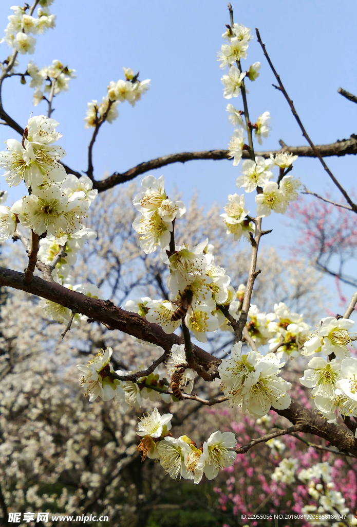 梅花