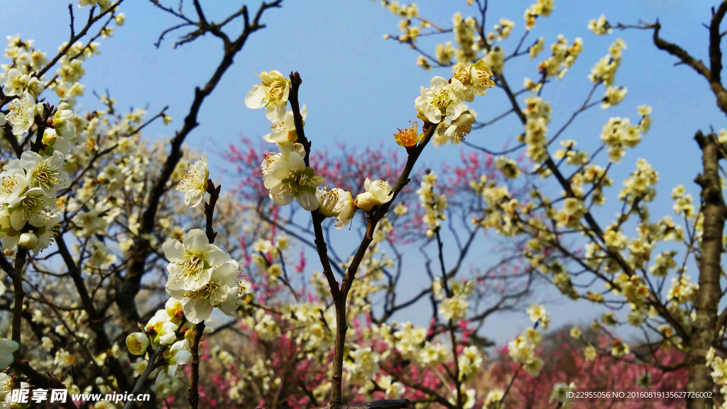 梅花