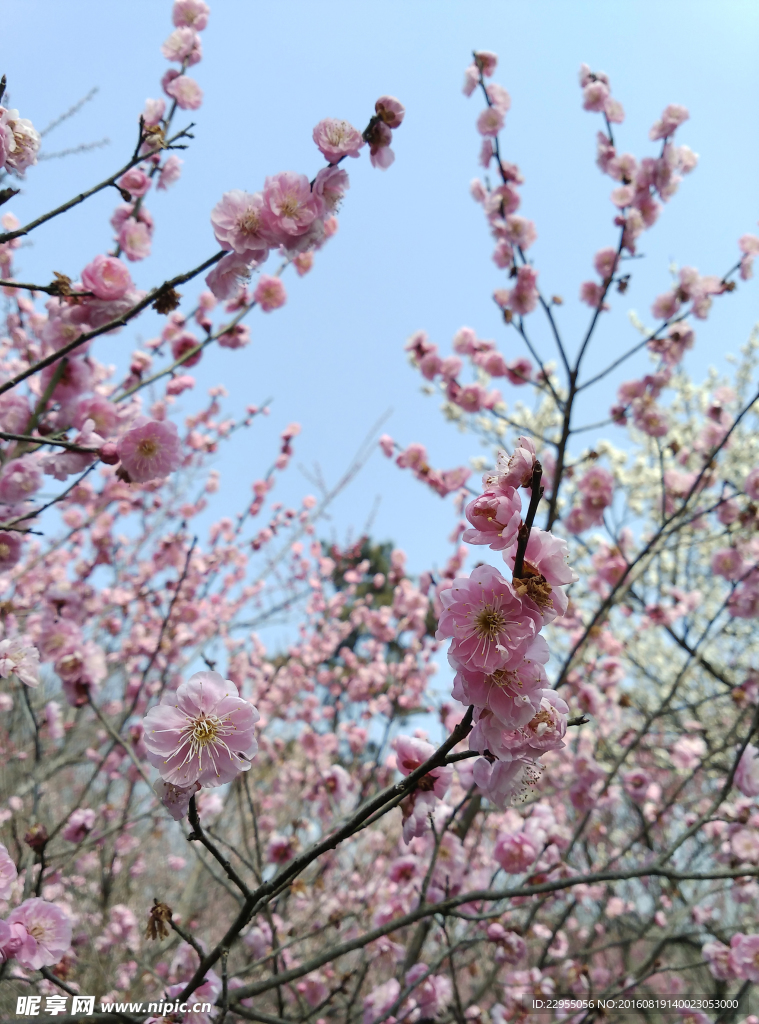 梅花