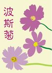 波斯菊