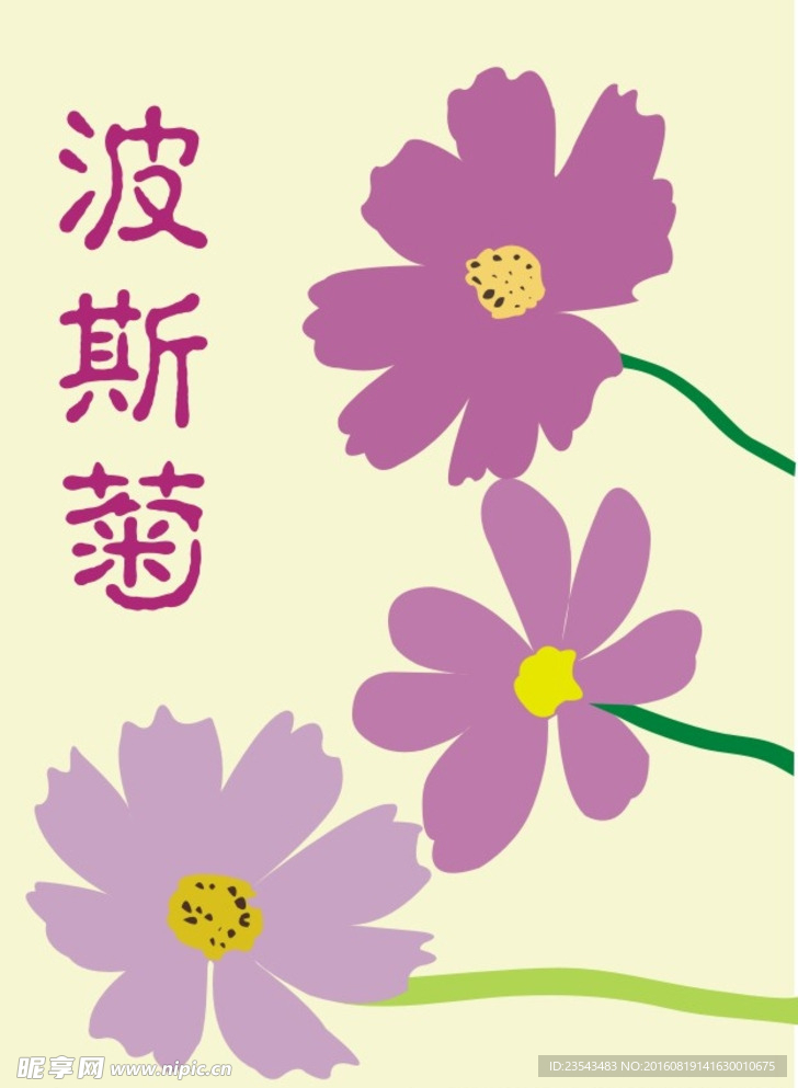 波斯菊