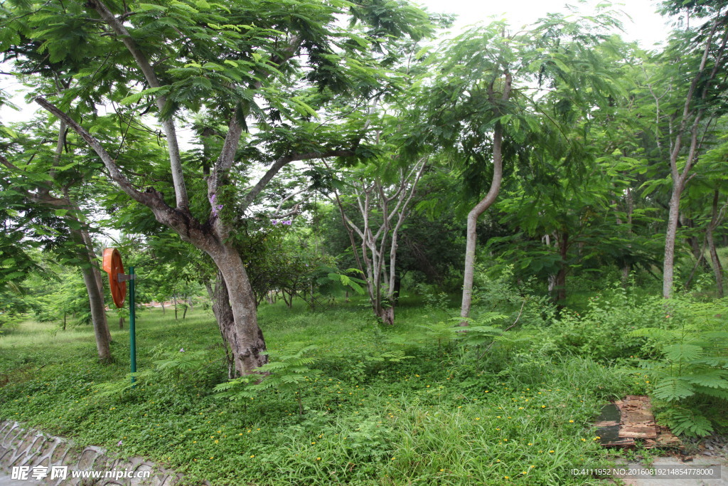热带风景