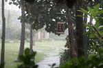 雨林