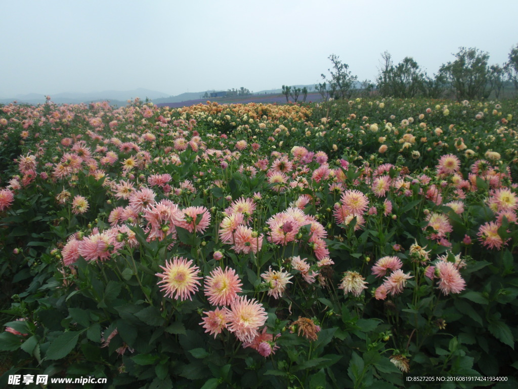 菊花