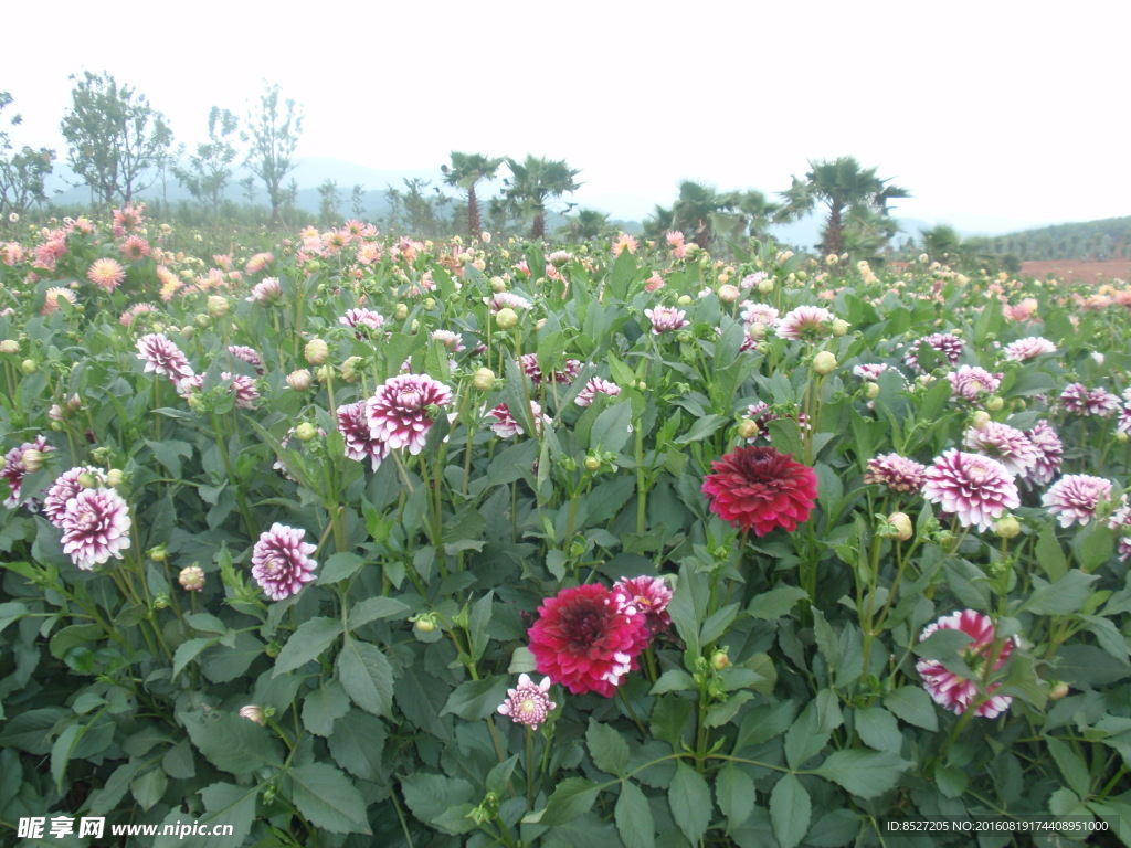 菊花