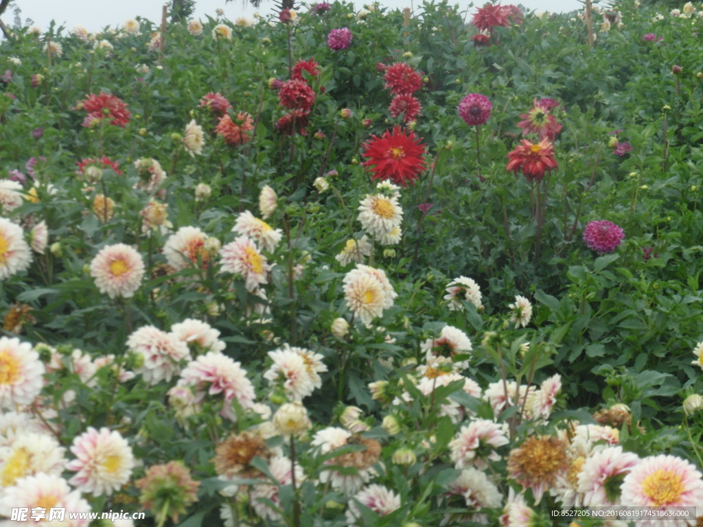 菊花