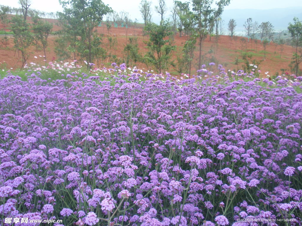 薰衣草