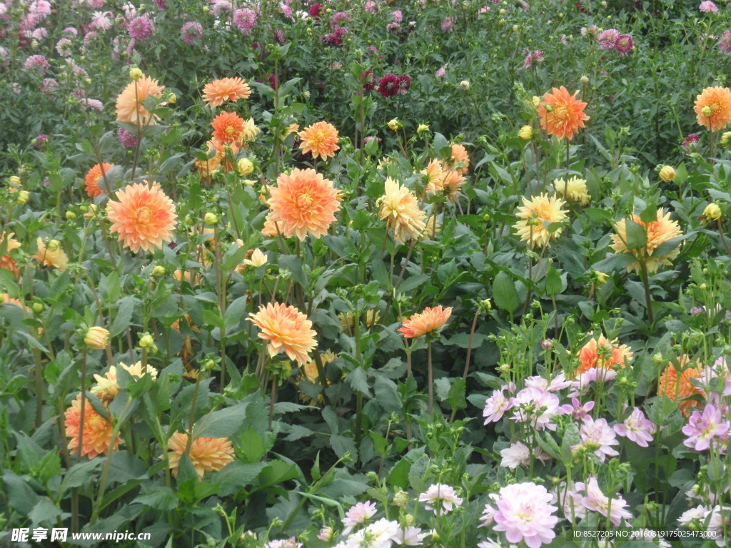 菊花