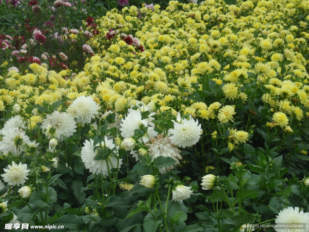 菊花