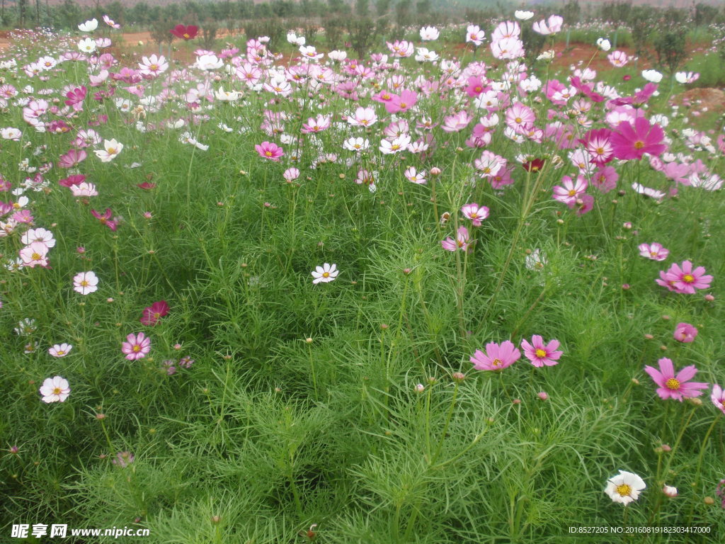 哨子花