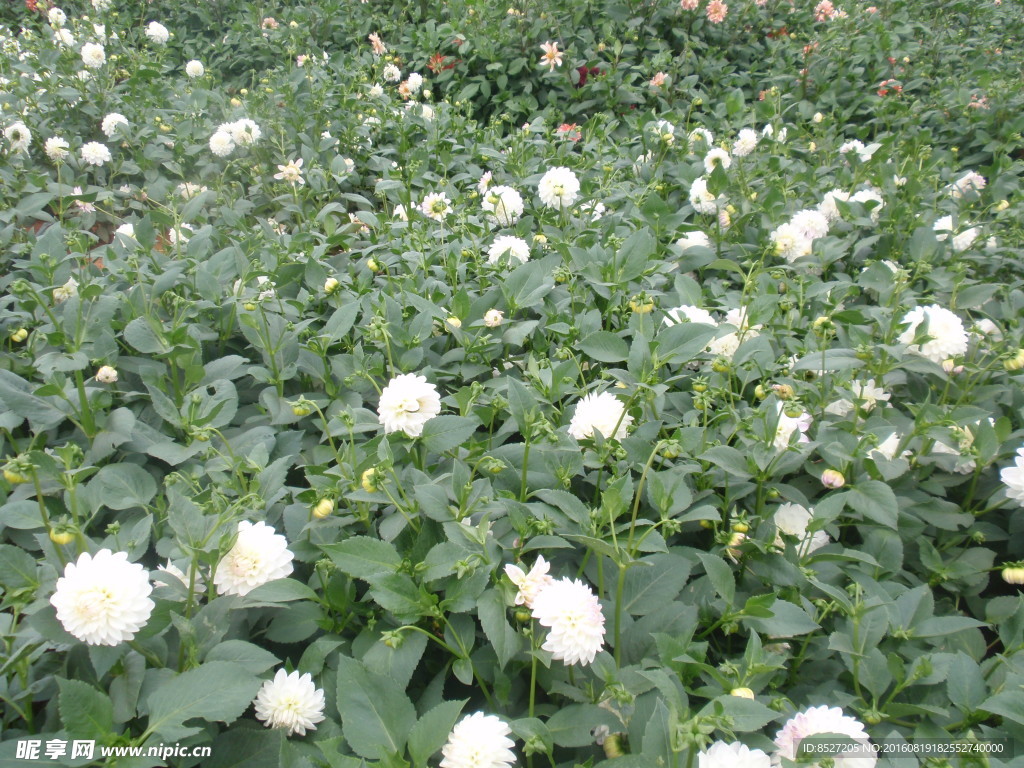 菊花