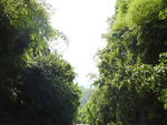 竹林