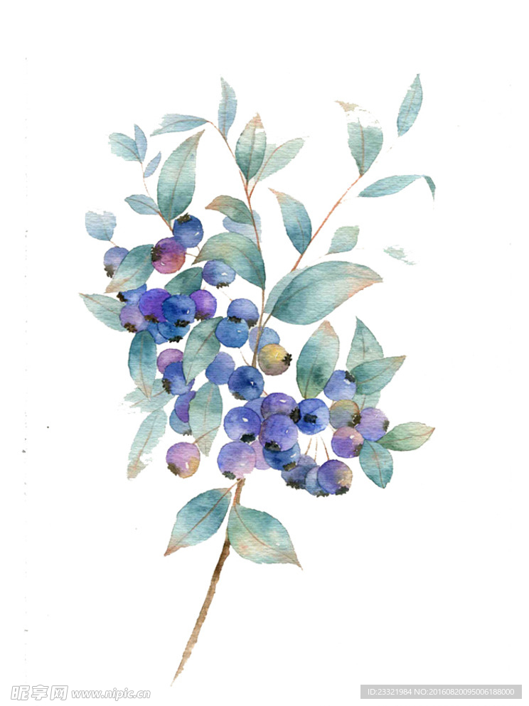 手绘蓝莓