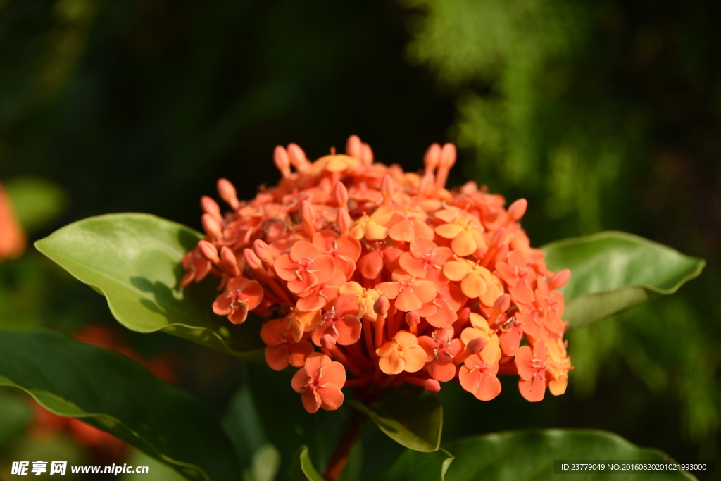 缅甸国花龙船花