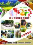 蜂蜜彩页正面   源自大自然