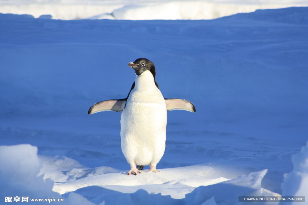 北极企鹅图片