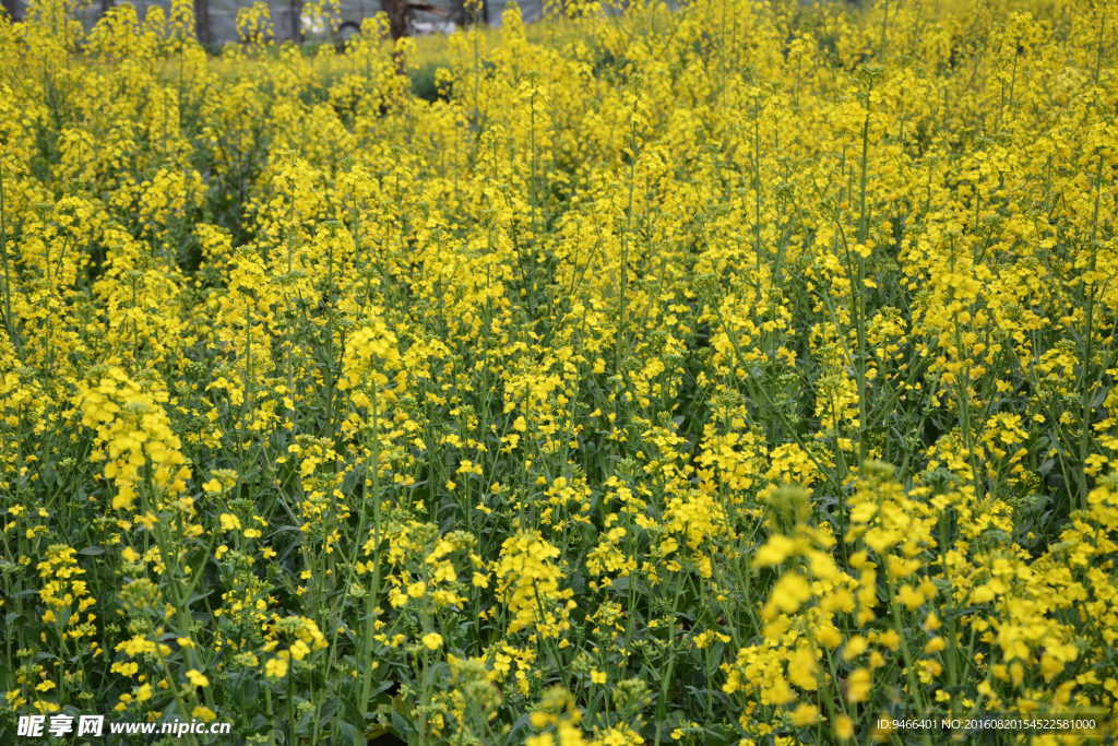 油菜花