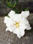 栀子花